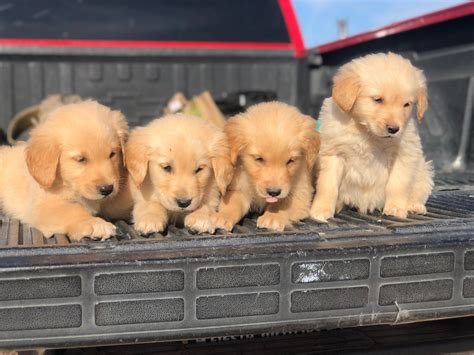 Our puppies have gone to families all over Minnesota, Iowa, Illinois, Wisconsin, South. . Golden retriever puppies for sale in mn